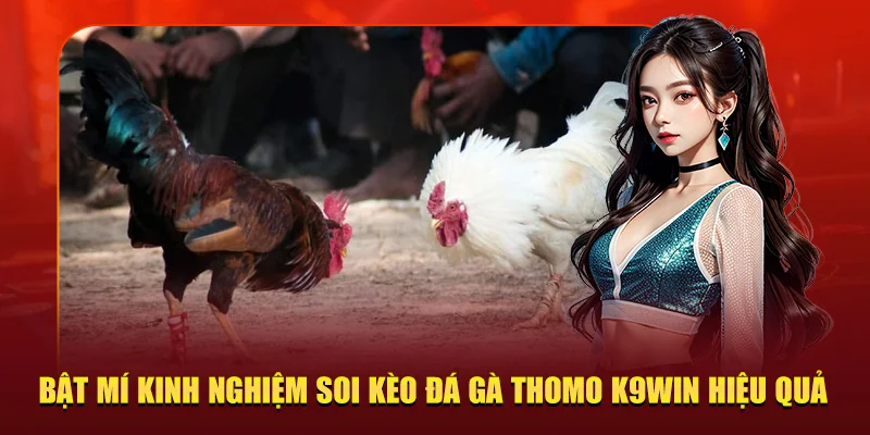 kinh nghiệm soi kèo đá gà Thomo