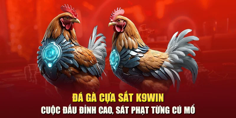 Đá gà cựa sắt K9win – Cuộc đấu đỉnh cao, sát phạt từng cú mổ