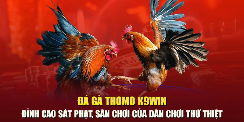 Đá gà Thomo K9win – Đỉnh cao sát phạt, sân chơi của dân chơi thứ thiệt