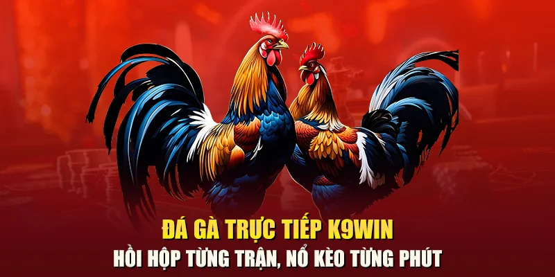 Đá gà trực tiếp K9win – Hồi hộp từng trận, nổ kèo từng phút
