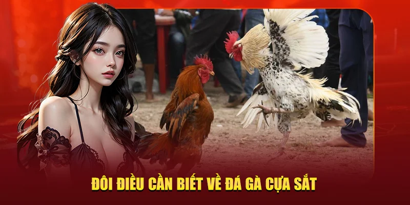 chơi đá gà cựa sắt K9WIN
