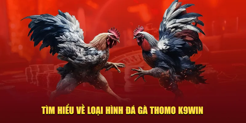 đá gà Thomo K9WIN