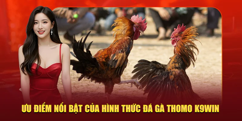 Ưu điểm nổi bật của hình thức đá gà Thomo K9WIN