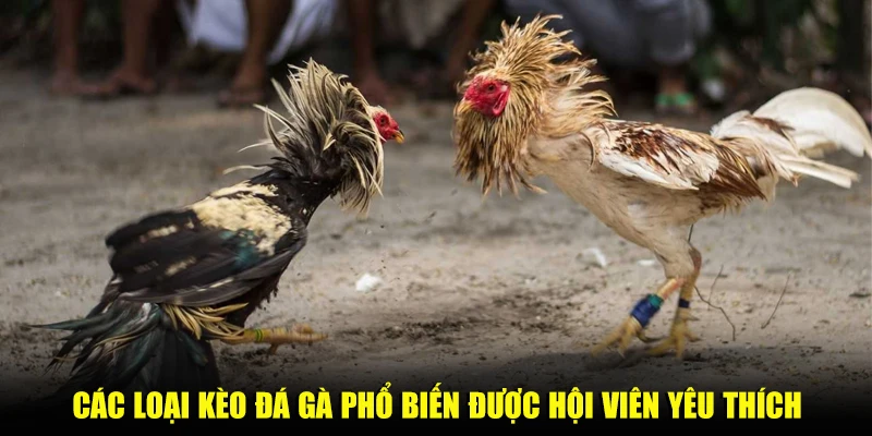 Các loại kèo đá gà phổ biến được hội viên yêu thích