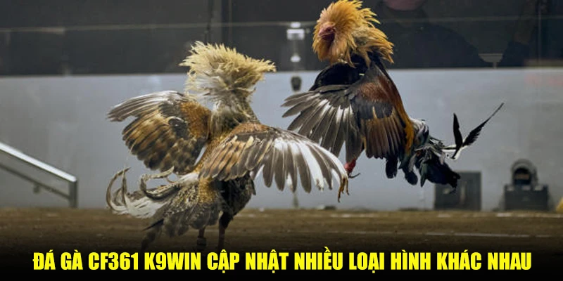 Đá gà CF361 K9win cập nhật nhiều loại hình khác nhau