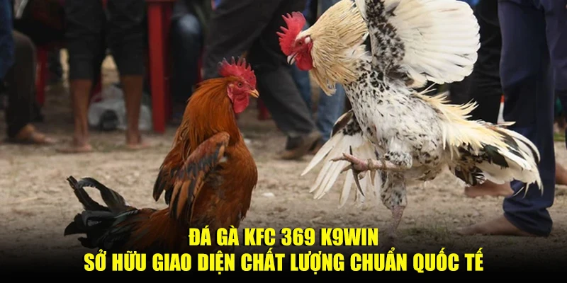 Đá gà KFC 369 K9win sở hữu giao diện chất lượng chuẩn quốc tế