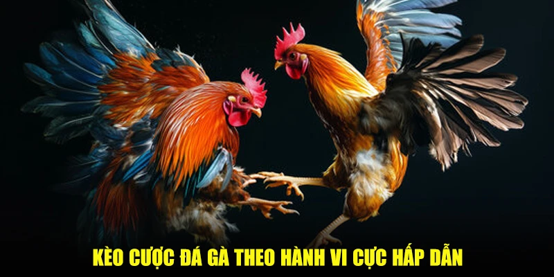 Kèo cược đá gà theo hành vi cực hấp dẫn