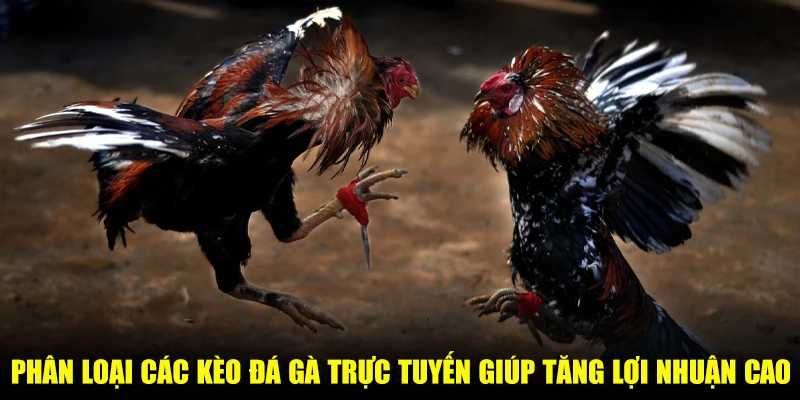 Phân loại các kèo đá gà trực tuyến giúp tăng lợi nhuận cao