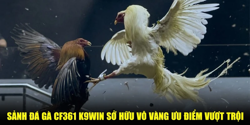 Sảnh đá gà CF361 K9win sở hữu vô vàng ưu điểm vượt trội