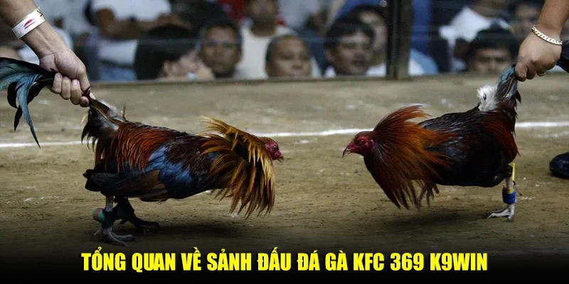 Tổng quan về sảnh đấu đá gà KFC 369 K9win
